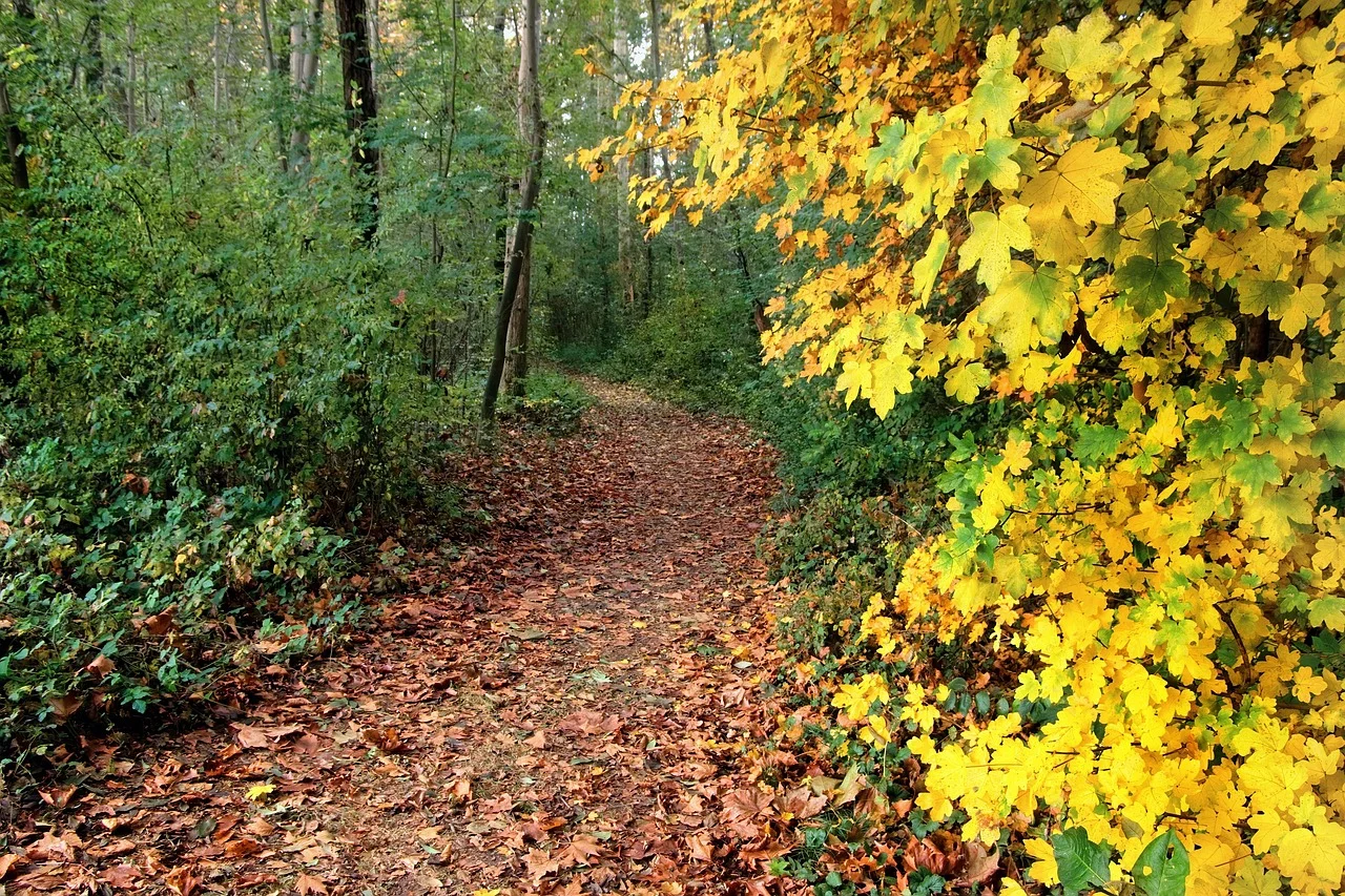 trail-forest-path-autumn-autumn-colors-yellow-leaves-scenic-dried-leaves-nature-landscape-trail-scenic-scenic-scenic-scenic-scenic-landscape-8395089.webp